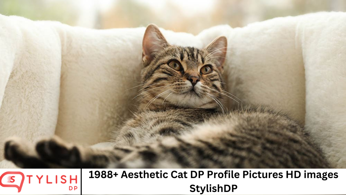 1988+ Aesthetic Cat DP Profile Pictures HD images StylishDP