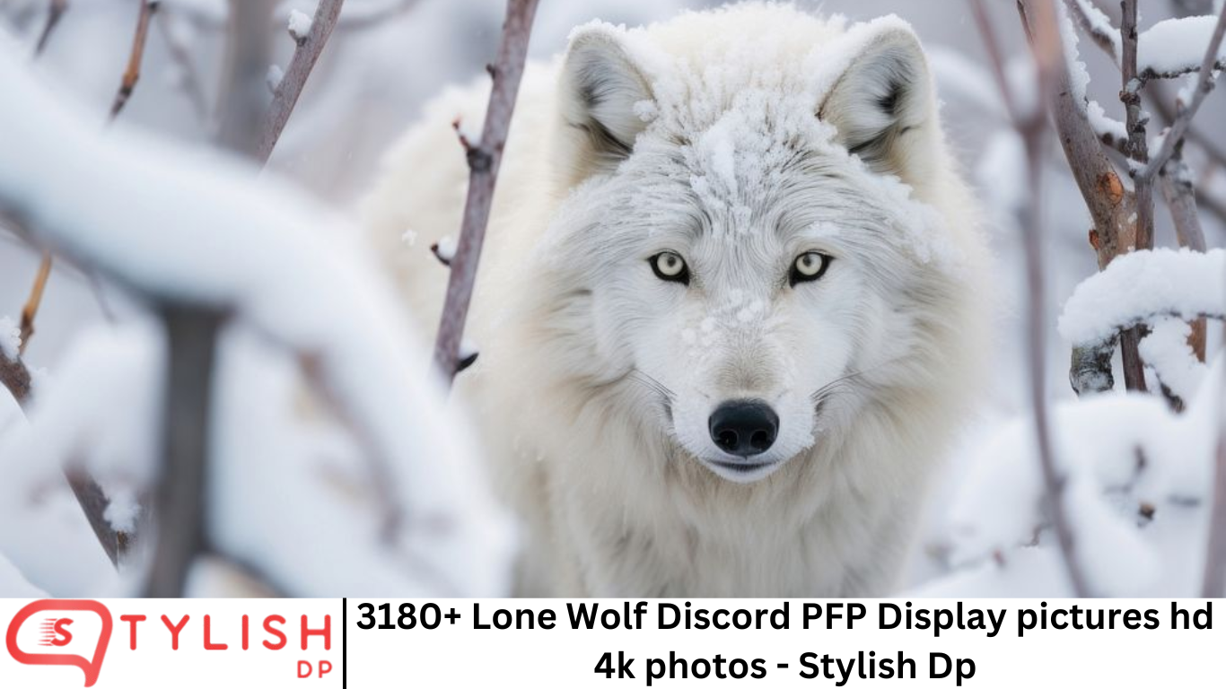 3180+ Lone Wolf Discord PFP Display pictures hd 4k photos - Stylish Dp